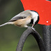 Black-capped Chickadee