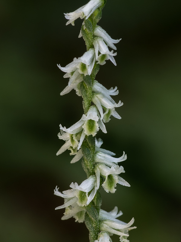 Spiranthes lacera var. gracilis (Southern Slender Ladies'-tresses orchid)