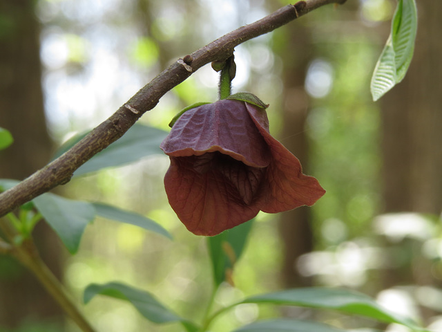 Pawpaw flower