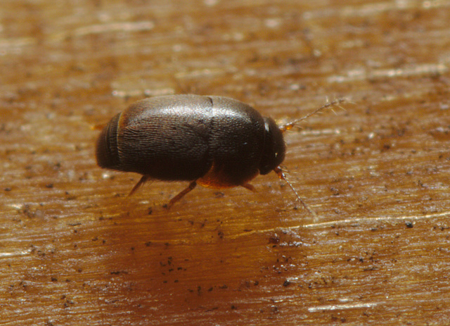 Small Beetle EF7A2787