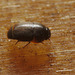 Small Beetle EF7A2787