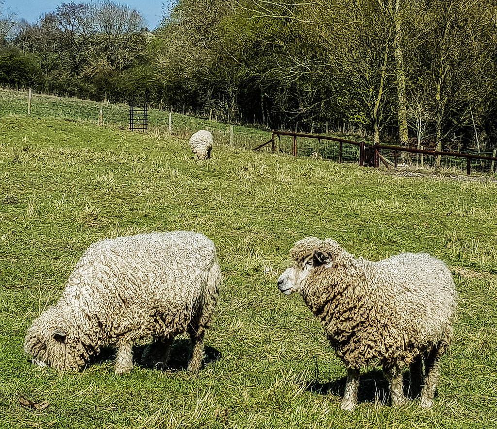 Fully woolly