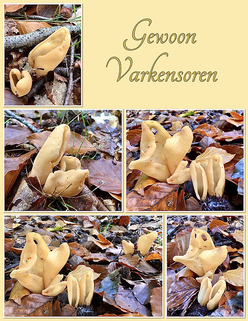 Hare's ear ~ Gewoon varkensoor (Otidea onotica)...