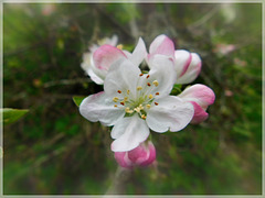 Fleurs de pommier avec effet de mon appareil photo