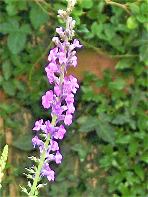 The purple loosestrife grows in abundance