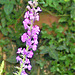 The purple loosestrife grows in abundance The purple loosestrife grows in abundance