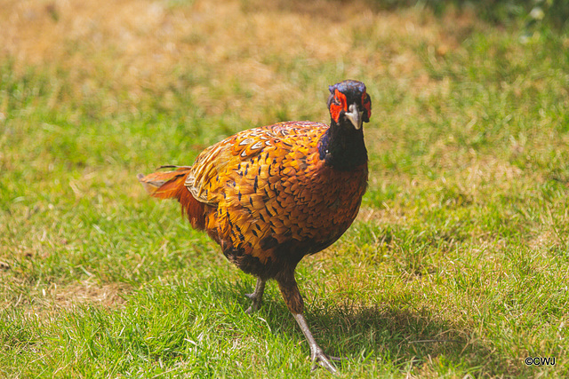 Young Cock pheasant