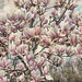 Magnolias for ever (1PiP)