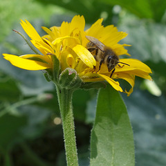 DSC04989 Bee