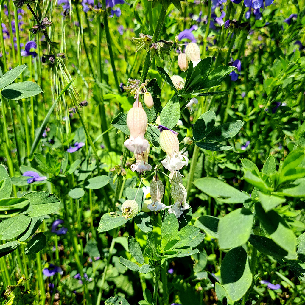 Gewöhnliches Leimkraut ((Silene vulgaris)