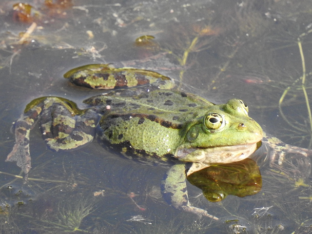 Sei kein Frosch!