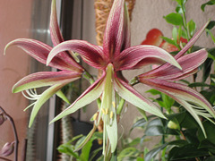 28/365 - Lichtblick im Blumenfenster