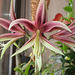 28/365 - Lichtblick im Blumenfenster