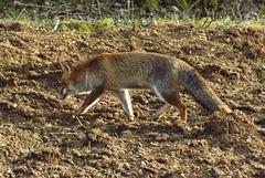 renard (6)