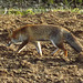 renard (6)