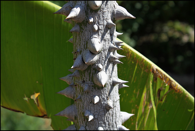 Ceiba speciosa  (4)