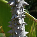 Ceiba speciosa  (4)