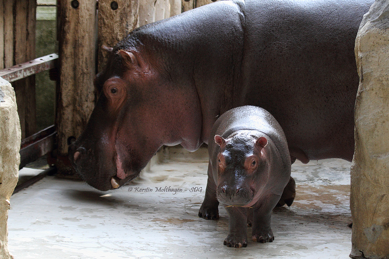 Karl Wilhelm mit Mama Kathy (Zoo Karlsruhe)