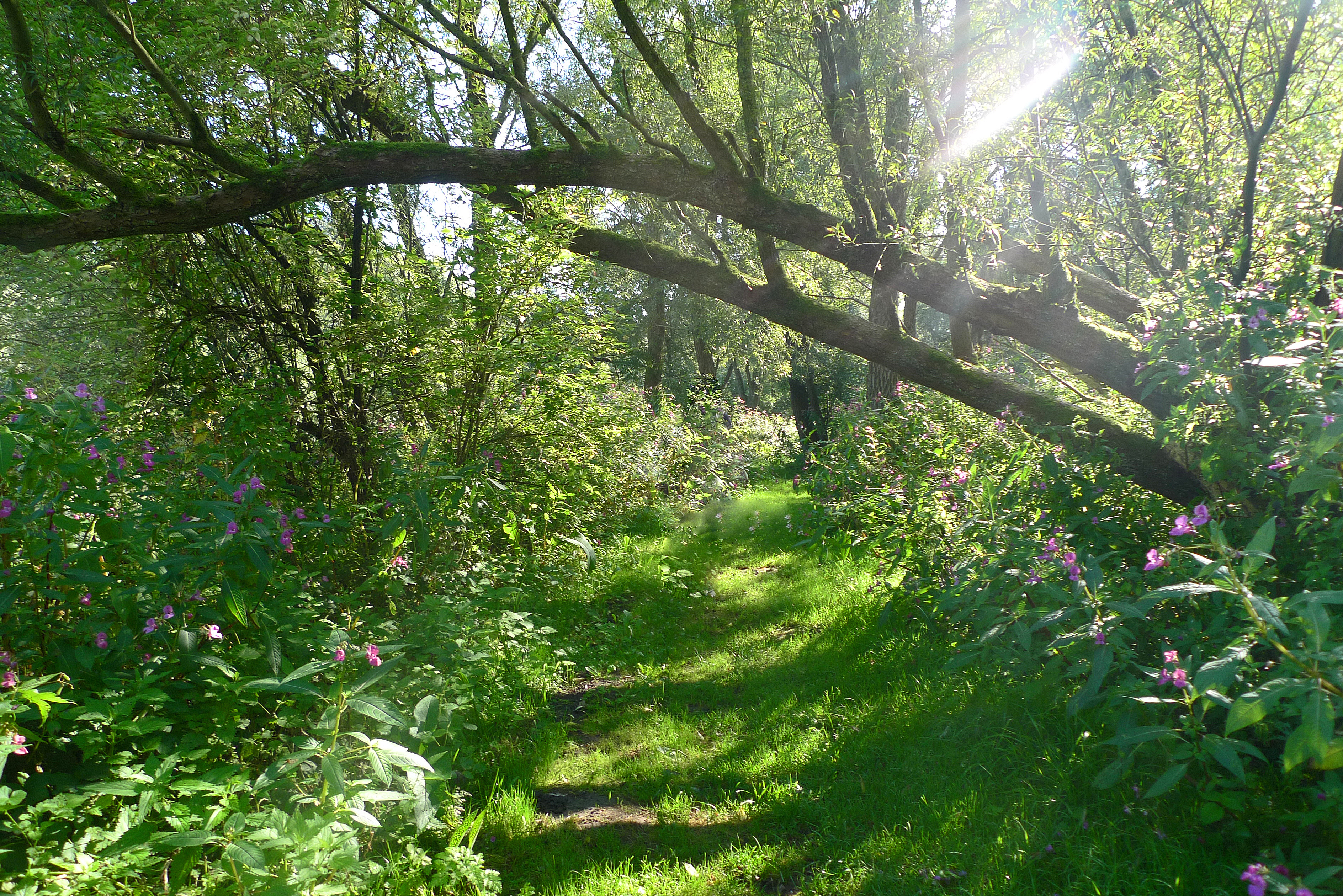 Nederland - Biesbosch