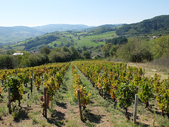 Vignoble en Saône-et-Loire