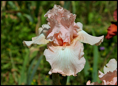 Beverly Sills  (4)