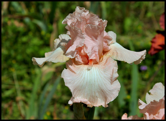 Beverly Sills  (4)