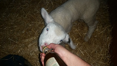 lamb feeding time