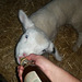 lamb feeding time
