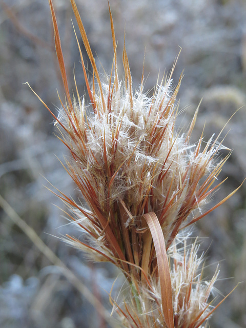 Frost on grass