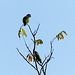 Blue-headed Parrots, Brasso Seco trip, afternoon