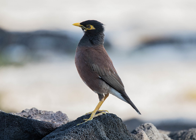 Common Myna