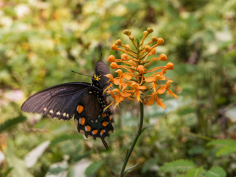 Platanthera ciliaris (Yellow Fringed orchid) pollinated by Battus philenor (Pipevine Swallowtail butterfly)