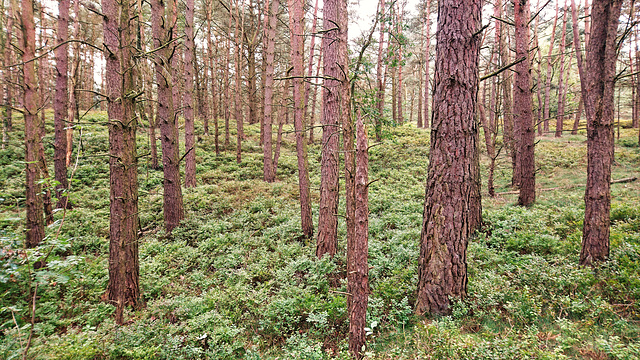 Bickbeerwald