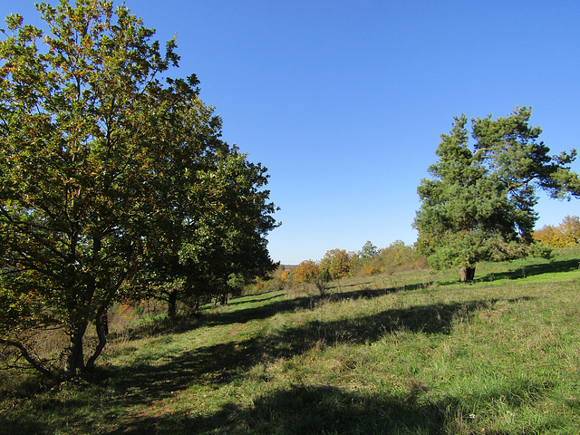 auf dem Münchenshofener Berg