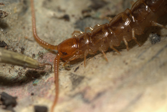 Centipede stack of 2 photos EF7A2822