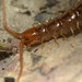 Centipede stack of 2 photos EF7A2822