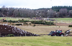 I wonder what the farmer a hundred years ago would have made of a 16 acre field being ploughed in 16 hours, by a lassie on a tractor, and how long it would have taken him with a plough and his Clydesdales?