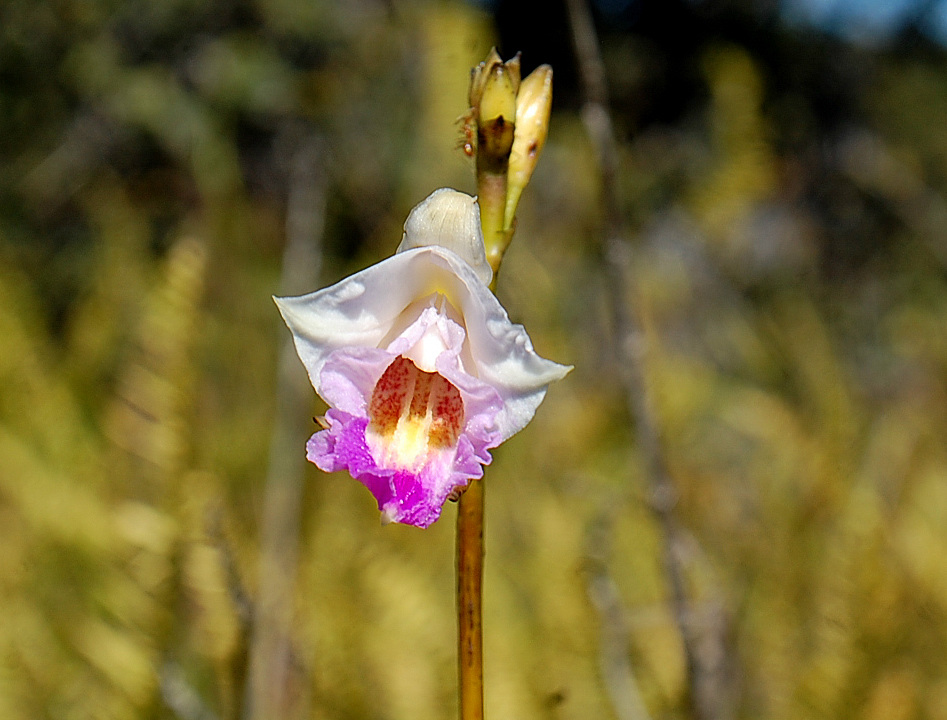 Arundina  graminifolia at Kilauea Iki