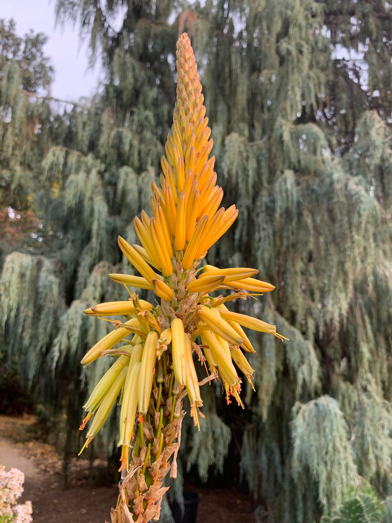 detail - the Los Angeles County Arboretum