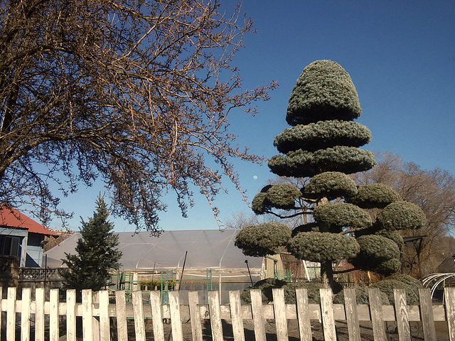 The topiary and the moon