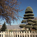 The topiary and the moon