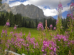 Alta Badia in fiore
