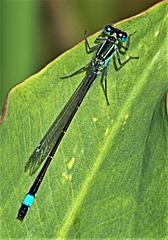 Damselfly