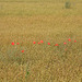 Poppies in the Flax field Bishopstone 3 8 2019