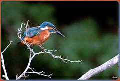 Kingfisher