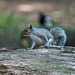 Grey squirrel.j33pg