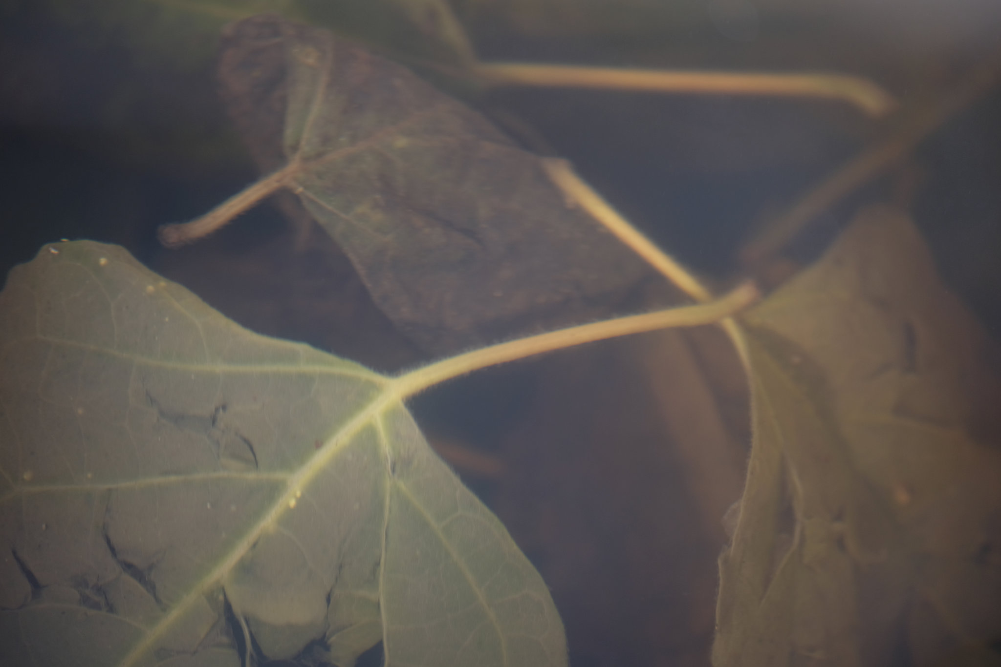 DSCF3174