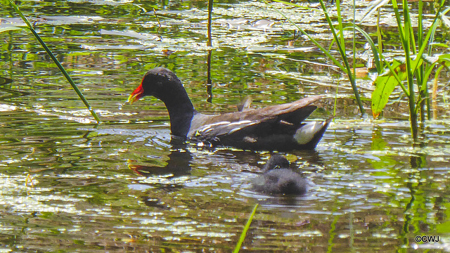 Moorhen and chick on pond