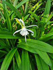 White flower