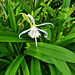 White flower